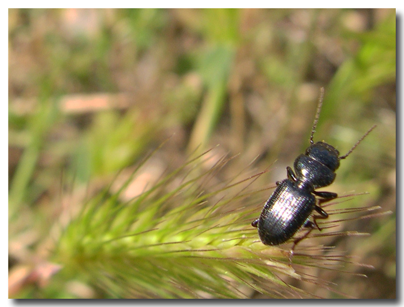 Incontri di stagione: Ditomus clypeatus, Carabidae fitofago